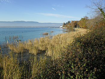 Revitalisation des milieux littoraux - Chens-sur-Léman (France)